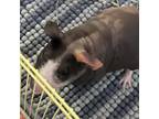 Adopt Petunia a Guinea Pig