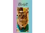 Adopt Bridgett a Domestic Short Hair