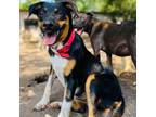 Adopt Trudy Lou a Border Collie, Cattle Dog