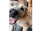 Adopt Sarah a Pit Bull Terrier