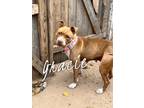 Adopt Grace a Pit Bull Terrier