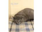 Adopt Big Beef a Domestic Short Hair