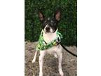 Adopt Morty a Rat Terrier, Mixed Breed