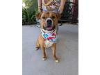 Adopt Samson a Pit Bull Terrier, Mixed Breed