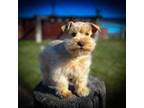 Schnauzer (Miniature) Puppy for sale in Tremonton, UT, USA