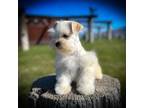 Micro Tcup Wheaten Female