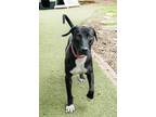 Adopt Joel a Labrador Retriever