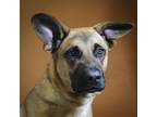 Adopt Buster a German Shepherd Dog