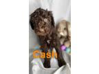 Adopt Cash a Standard Poodle