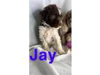 Adopt Jay a Goldendoodle