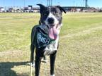 Adopt MAHOMES a Border Collie, Australian Cattle Dog / Blue Heeler