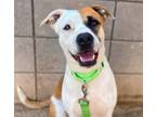 Adopt BREEZER* a Pit Bull Terrier, Mixed Breed