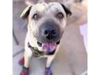 Adopt MARSHMALLOW* a Shar-Pei, Mixed Breed