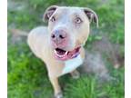 Adopt BENTLY* a Pit Bull Terrier