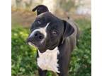 Adopt BOCO* a Pit Bull Terrier, Mixed Breed
