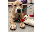 Adopt COSMO a Pit Bull Terrier, Mixed Breed