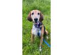 Adopt Luge a Hound, Mixed Breed