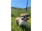 Adopt Johnny a Terrier, Mixed Breed