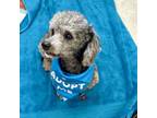 Adopt Berry a Poodle