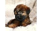 Soft Coated Wheaten Terrier Puppy for sale in Crane, MO, USA