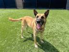 Adopt ROB a German Shepherd Dog