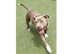 Adopt DASHER a Pit Bull Terrier, Mixed Breed