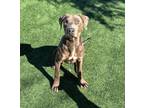 Adopt SUNNY a Doberman Pinscher, American Staffordshire Terrier