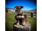 Schnauzer (Miniature) Puppy for sale in Tremonton, UT, USA