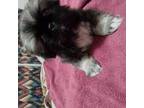 Pekingese Puppy for sale in Moberly, MO, USA