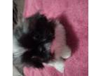 Pekingese Puppy for sale in Moberly, MO, USA