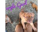 American Bull Dogue De Bordeaux Puppy for sale in Trenton, NC, USA