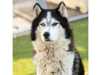 Adopt THOR a Siberian Husky, Alaskan Malamute