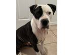 Adopt Squishy a Pit Bull Terrier, Mixed Breed