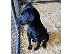Adopt Sam a Labrador Retriever, Jack Russell Terrier
