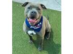 Adopt WADE a American Staffordshire Terrier
