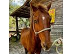 Adopt Herby a Quarterhorse