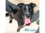 Adopt SID a Pit Bull Terrier, Mixed Breed