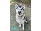 Adopt CRAIG a Husky