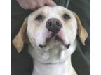 Adopt Ivan a Labrador Retriever