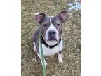 Betty, American Pit Bull Terrier For Adoption In Philadelphia, Pennsylvania