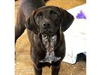 Sadie, Labrador Retriever For Adoption In Jackson, Tennessee