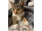 Jan, American Shorthair For Adoption In Harrisburg, North Carolina