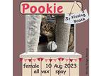 Pookie, Domestic Shorthair For Adoption In Dalzell, South Carolina