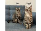 Earl, Domestic Shorthair For Adoption In New York, New York