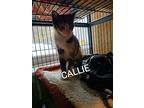 Callie, Calico For Adoption In Brantford, Ontario