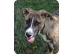 Annalise, American Pit Bull Terrier For Adoption In Jacksonville, Arkansas