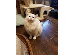 Randall, Ragdoll For Adoption In Buena Park, California