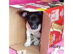 Roxy, Rat Terrier For Adoption In Newark, Delaware