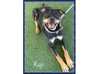 Adopt KUJO-see video a Rottweiler