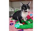 Felix, Domestic Shorthair For Adoption In Richmond, Indiana